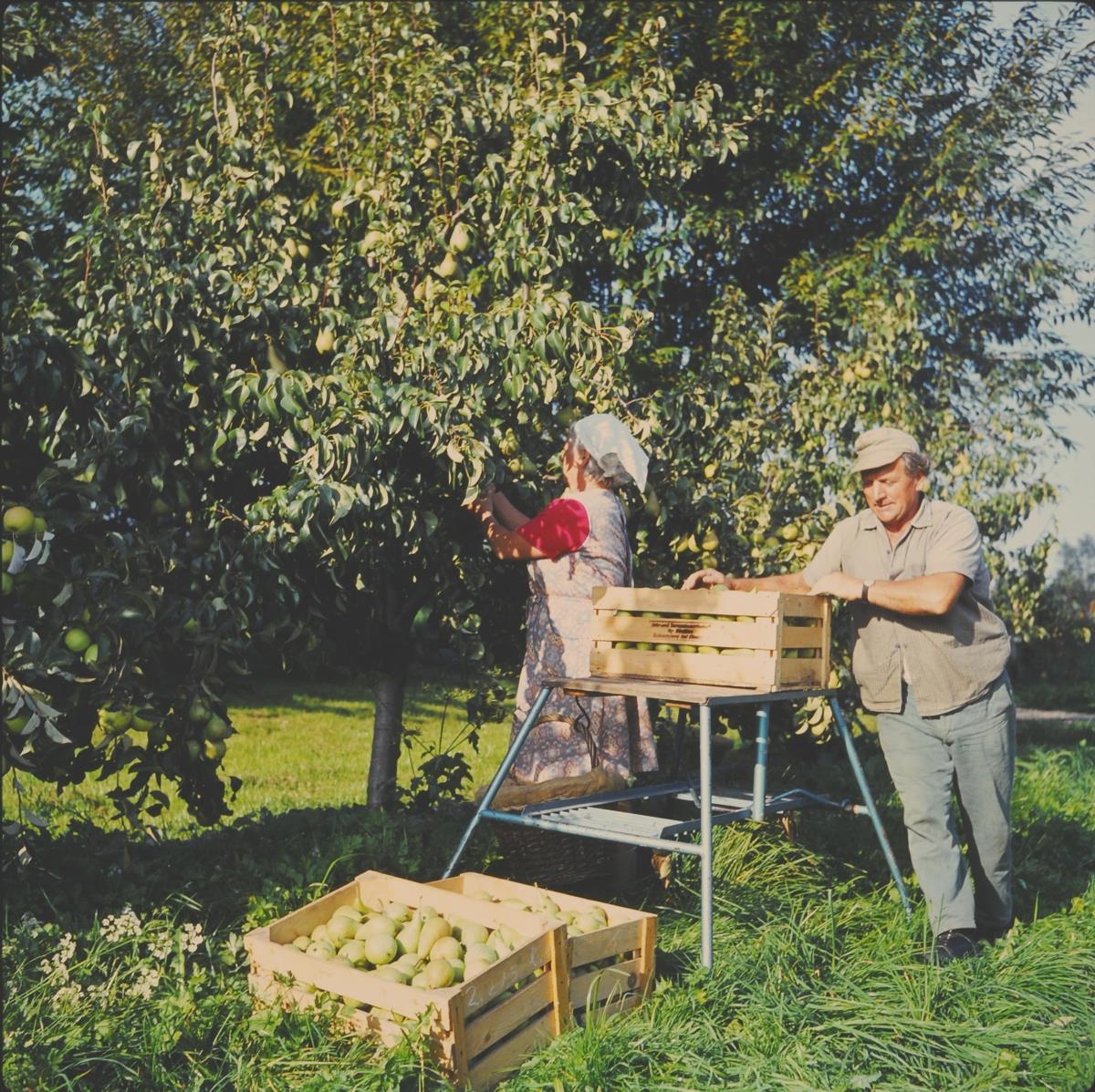 Blühende Geschichte. Obst- und Gartenbau in Schwaben im Spiegel der Zeit. 35. Arbeitstagung der Historischen Vereine und Heimatvereine, der Archive und Museen in Schwaben