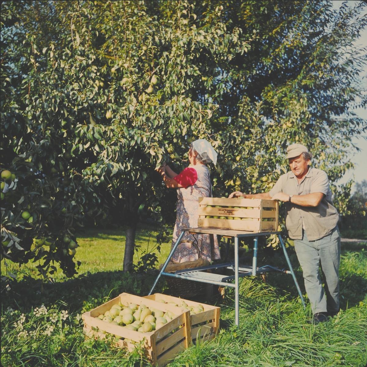 „Blühende Geschichte“: Bezirksheimatpflege widmet sich in Irsee dem Obst- und Gartenbau