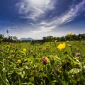 Blumenwiese im Allgäu