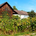 Sonnenblumen im Unterallgäu