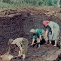 Torfabbau im Agathazeller Moos 1954